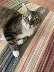 Lost Female Cat last seen NW 15th St, Stuart, FL 34994