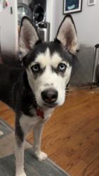 Reunited Female Dog last seen Near Horsepen Road, Richmond, VA 23226