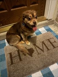 Reunited Female Dog last seen Pebble Lake Dr., Houston, TX 77095