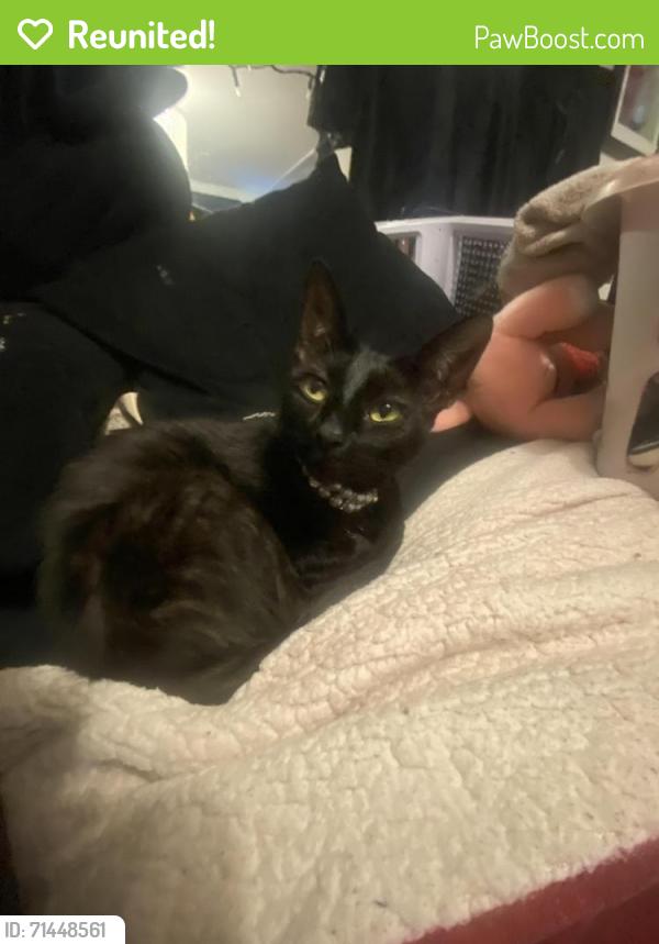 Reunited Female Cat last seen Lincoln and 6th , Corona, CA 92882