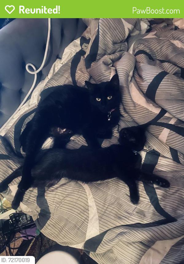 Reunited Female Cat last seen 6th and Lincoln , Corona, CA 92882