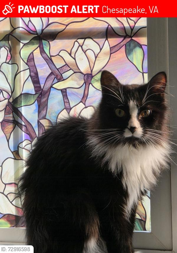 Lost Male Cat last seen Outside my garage, Chesapeake, VA 23322