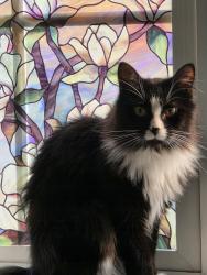 Lost Male Cat last seen Outside my garage, Chesapeake, VA 23322