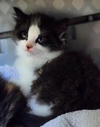 Shelter Stray Male Cat last seen CHARLOTTE, Charlotte, NC 28217