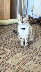 Reunited Male Cat last seen Oakhill Crescent, West Midlands, England B27 7LU