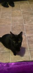Lost Female Cat last seen Whalley ave, new haven, New Haven, CT 06511