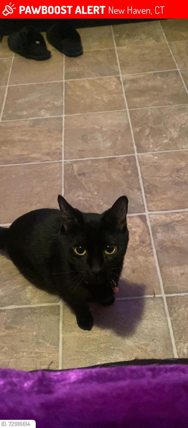 Lost Female Cat last seen Whalley ave, new haven, New Haven, CT 06511
