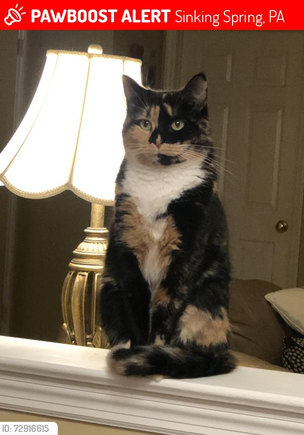 Lost Female Cat last seen Colorado and Ventor or Colorado and Illinois Ave, Sinking Spring, PA 19608