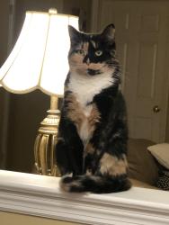 Lost Female Cat last seen Colorado and Ventor or Colorado and Illinois Ave, Sinking Spring, PA 19608
