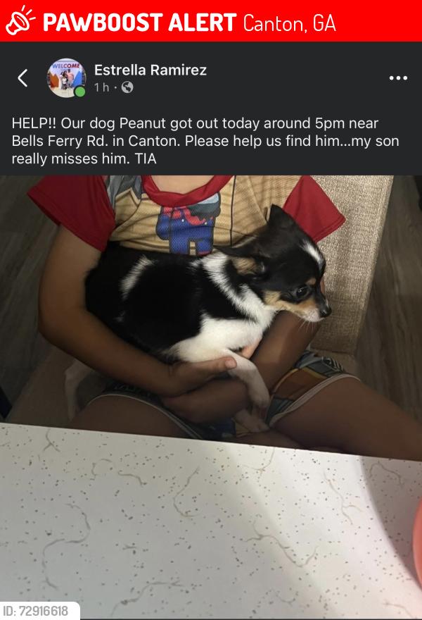 Lost Male Dog last seen Ridge pine rd, Canton, GA 30114