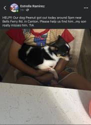 Lost Male Dog last seen Ridge pine rd, Canton, GA 30114