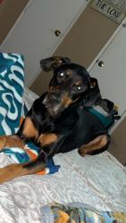 Reunited Male Dog last seen horton road roebuck sc , Arkwright, SC 29376