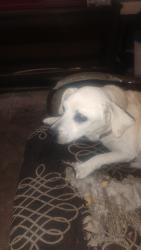 Reunited Male Dog last seen Near Brace St, Houston, TX 77061, USA, Houston, TX 77061