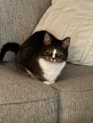 Reunited Female Cat last seen E 96th & Fall Creek, Indianapolis, IN 46256