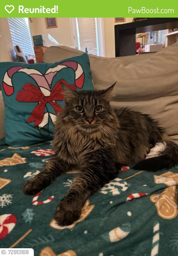 Reunited Male Cat last seen Warm Springs Rd & E Lake Mead Pkwy, Henderson, NV 89015