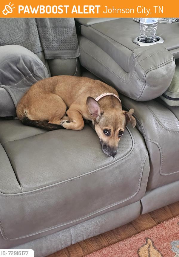 Found/Stray Female Dog last seen Downtown Johnson City Tn 37601, Johnson City, TN 37601