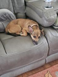 Found/Stray Female Dog last seen Downtown Johnson City Tn 37601, Johnson City, TN 37601