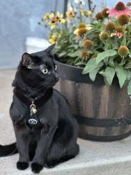Reunited Female Cat last seen Tiber lane and Tiber ave, Jacksonville, FL 32207