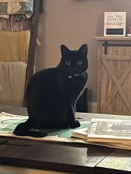 Reunited Female Cat last seen Forest Knoll, Avon, IN, Avon, IN 46123