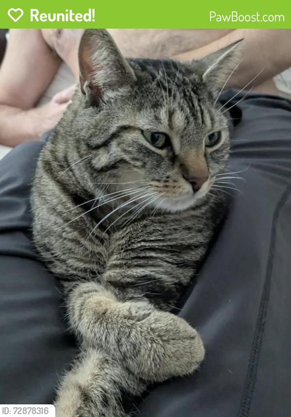 Reunited Unknown Cat last seen Brock st & Mary st, Brantford, ON N3S 5T9