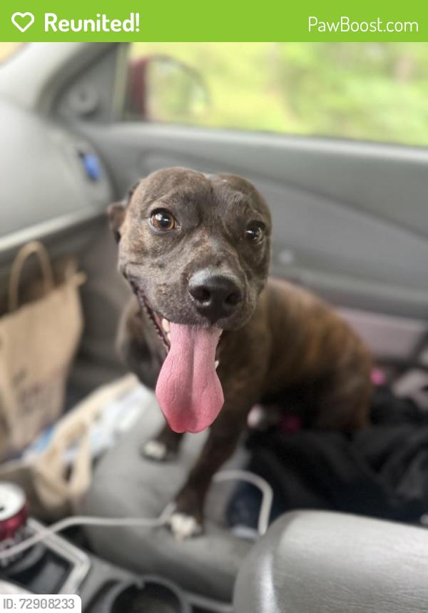 Reunited Male Dog last seen North Browns Lane, Portland, TN 37148