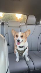 Reunited Female Dog last seen Sunny Brook Golf Club , Grandville, MI 49418