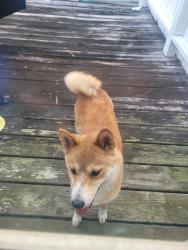 Reunited Unknown Dog last seen Druid Rd, Clearwater, FL, USA, Clearwater, FL 33764