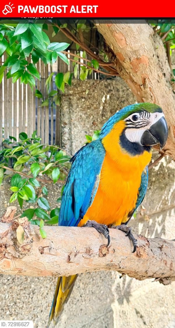 Lost Unknown Bird last seen Branksome road Southend on sea, Southend-on-Sea, England SS2