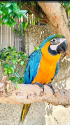 Lost Unknown Bird last seen Branksome road Southend on sea, Southend-on-Sea, England SS2