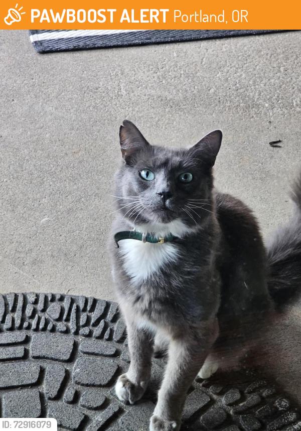 Found/Stray Unknown Cat last seen Se 176th pl Brooklyn st, Portland, OR 97236
