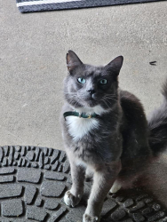Found/Stray Unknown Cat last seen Se 176th pl Brooklyn st, Portland, OR 97236