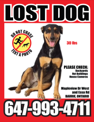 Reunited Female Dog last seen Mapleview Drive West and Essa Road, Barrie, ON 