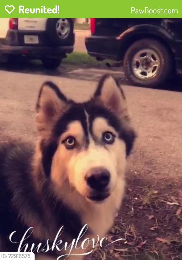 Reunited Male Dog last seen SW 6th place between skyline and Nicholas, Cape Coral, FL 33991