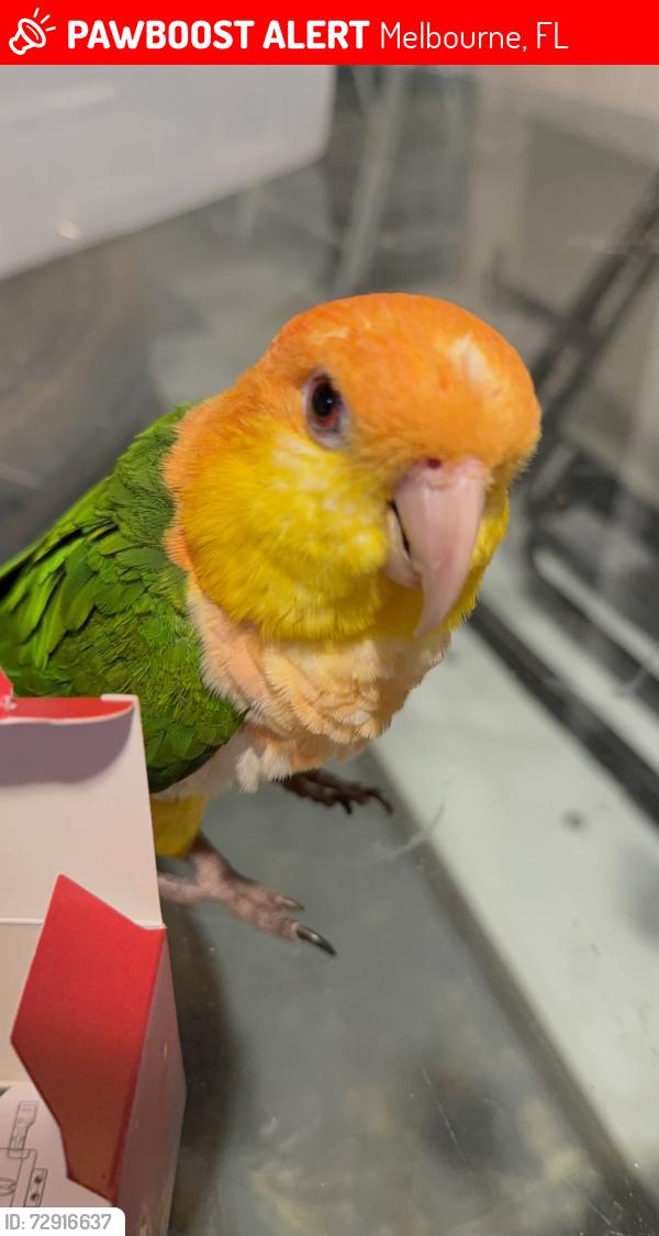 Lost Unknown Bird last seen Sarno and Ironwood, Melbourne, FL 32935