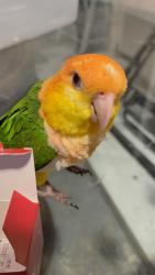 Lost Unknown Bird last seen Sarno and Ironwood, Melbourne, FL 32935