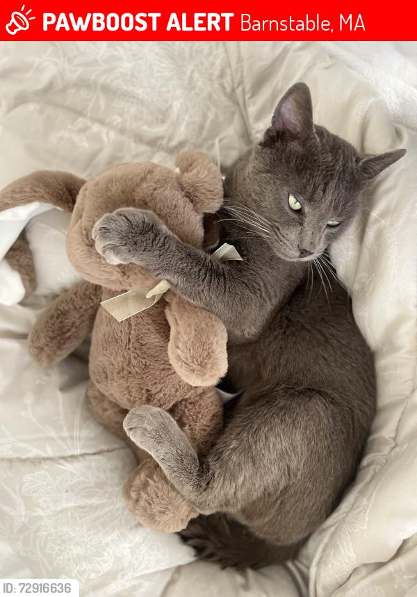 Lost Male Cat last seen Strawberry hill rd centerville , Barnstable, MA 02601