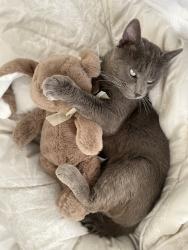 Lost Male Cat last seen Strawberry hill rd centerville , Barnstable, MA 02601