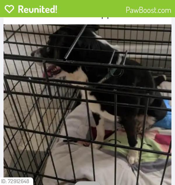 Reunited Female Dog last seen Sandy Plains Rd & Bryant Lane, Marietta, GA 30062