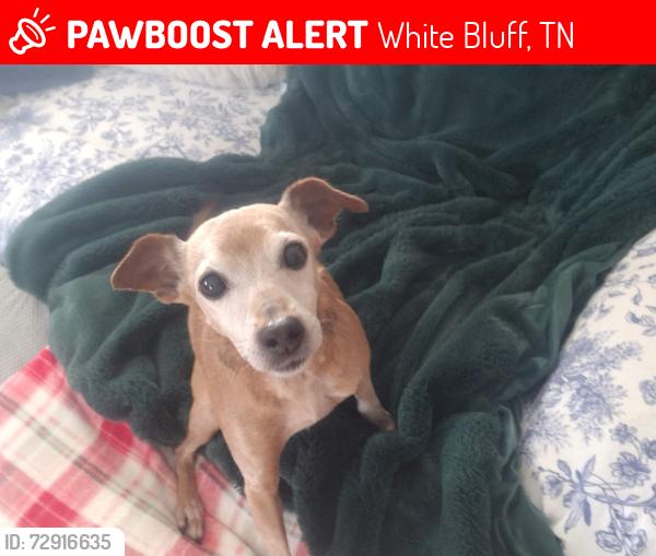 Lost Female Dog last seen White Bluff Road and Jordan Circle, White Bluff, Tennessee, White Bluff, TN 37187
