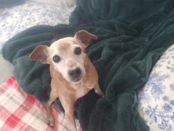 Lost Female Dog last seen White Bluff Road and Jordan Circle, White Bluff, Tennessee, White Bluff, TN 37187