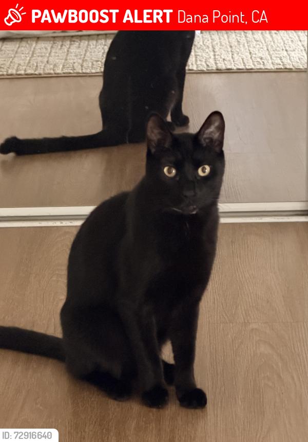 Lost Male Cat last seen Blue lantern, Dana Point, CA 92629