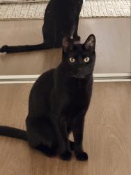 Lost Male Cat last seen Blue lantern, Dana Point, CA 92629