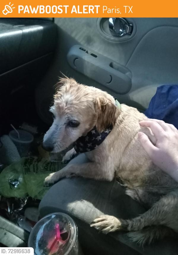 Found/Stray Male Dog last seen Kimberly-Clark, Paris, TX, Paris, TX 75460