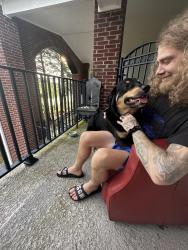 Reunited Male Dog last seen The Zoo, Gulf Shores, AL 36542