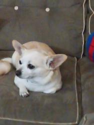 Reunited Male Dog last seen Pebble lake & meadow village , Houston, TX 77095
