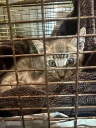 Shelter Stray Male Cat last seen SUNRISE COVE, San Antonio, TX 78227