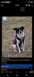 Lost Female Dog last seen by dollar general , Geary, OK 73040