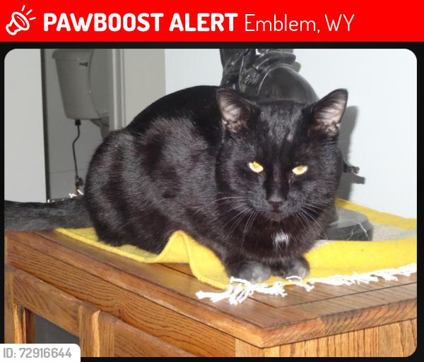 Lost Male Cat last seen R15 and L35, Emblem, WY 82422