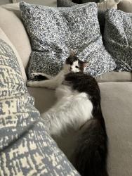 Reunited Female Cat last seen Spring avenue school, Countryside, IL 60525