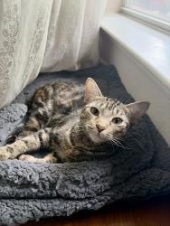 Reunited Female Cat last seen Raintree Dr. , Montgomery, TX 77356